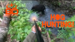 All action Hog hunting with a West Siberian Laika and Cur dogs in Louisiana [upl. by Nylak]