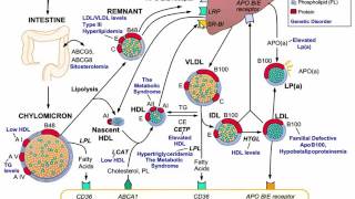 Dyslipidemia ESC [upl. by Kittie494]