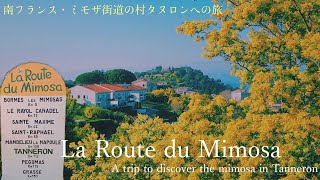 Tanneron une ville de la route du mimosa  visite chez un producteur de mimosa  Côte dAzur [upl. by Yelnikcm614]