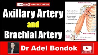 Axillary Artery and Brachial Artery Dr Adel Bondok [upl. by Edals248]