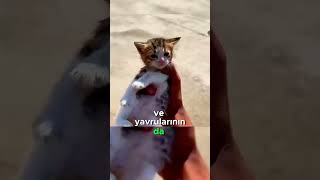 Hasta Kedi ve Yavrularını Kurtaran Harika Adam [upl. by Nahsin822]