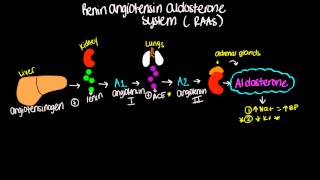 Renin Angiotensin Aldosterone System RAAS  Short and sweet [upl. by Redleh204]