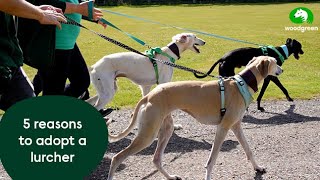 5 reasons to adopt a lurcher  Woodgreen Pets Charity [upl. by Curran]