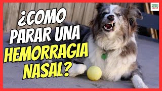 🔴 ¿COMO PARAR UNA HEMORRAGIA NASAL EN PERROS 🔴 [upl. by Nader437]