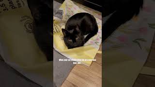 The cat trap is real cat cutecat catlife funnycats cute funny relatable [upl. by Alejandra]