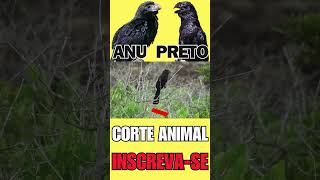 ANU PRETO ave nativa da América do Sul [upl. by Herrick]