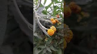 Matico  Buddleja globosa flowers naturelovers nature permaculture [upl. by Atiuqiram]