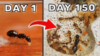 SIMULATING AN ANT COLONY FOR 150 DAYS  SUGAR ANTS [upl. by Westphal]