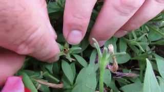 How to Collect Petunia Seeds [upl. by Breskin]