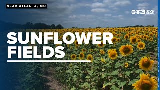 Northeast Missouri sunflower fields literally brighten your day [upl. by Mann]