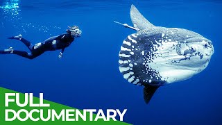 Ocean Stories  Full Series  Free Documentary Nature [upl. by Emory]