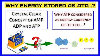 What is ATP  Why is ATP the energy currency of the cell [upl. by Hajidak]