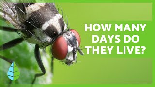 How long do FLIES LIVE 🦟 Life Cycle of Flies [upl. by Oneg]