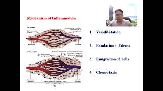 Pathogenesis of Inflammation hemodynamic changes [upl. by Noni114]