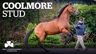 ITM Irish Stallion Showcase 2021  Coolmore Stud [upl. by Siravaj]