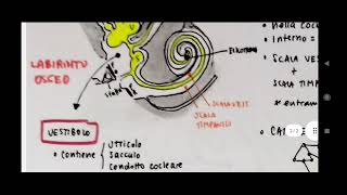 Orecchio  versione molto semplificata utile per la clinica  Otorinolaringoiatria e audiologia [upl. by Else212]