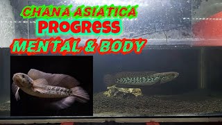 Chana Asiatica Progress Diet Dan Gondrong [upl. by Alenson]