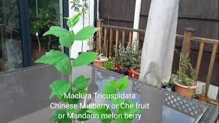 Chinese Mulberry update  Che fruit Mandarin Melon Berry Maclura Tricuspidata [upl. by Feriga103]