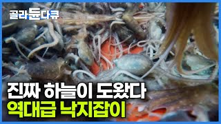 한 마리에 15000원 낙지를 쓸어 담는 기술자들｜한국에서 낙지가 가장 잘 잡히는 명소｜극한직업｜골라듄다큐 [upl. by Zebe]