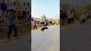 Dogs race Kolhapur  dog shorts viral [upl. by Zadack]