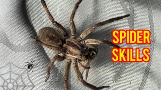 Huntsman Spiders  Running Spider [upl. by Elleirb124]