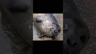 Belly slapping seal animals cute funny memes silly methanksforwatchingitmeansalot funnysongs [upl. by Ruffo271]