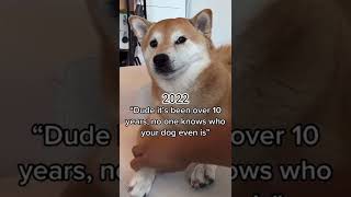 Doge Then and Now😃 shorts memes [upl. by Latoya]