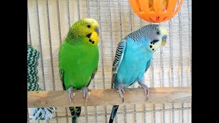 My pet budgies 10 Hr singing New unique footage of pet parakeets chirping [upl. by Anawik]