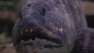 WOLF EEL Known for their menancing maw  Oceana [upl. by Horwath]