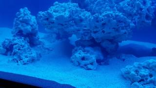 Reef Aquascaping by Euro Corals HD [upl. by Katonah879]