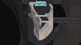 Anatomy of Mandibleindradentalvlogs mandible shorts dentist [upl. by Ahsaz]