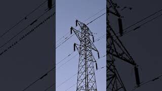 Hundreds of starlings roosting on pylon  Sankey canal [upl. by Moser]