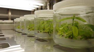 Plant Micropropagation 101 「Orchid Tissue Culture」 [upl. by Birdella]