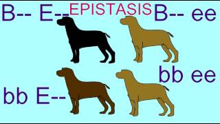 EPISTASIS IN INHERITANCE OF LABRADOR RETRIEVER COAT COLOR [upl. by Candyce931]