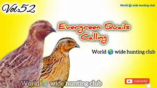 World 🌎 wide hunting clubVOL52NIGHT SOUNDرات کی اواز [upl. by Monteria]