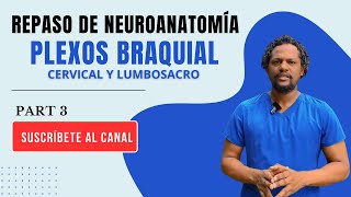 REPASO PARTE 3 PLEXOS BRAQUIALCERVICAL Y LUMBARNEUROANATOMÍA [upl. by Seuqram]