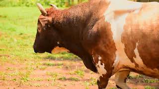 BULLFIGHTING BETWEEN TANJI AND SOJA Preparation and after math KAKAMEGA county CULTURE  LUHYA 0205 [upl. by Ahsratal620]