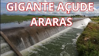 GIGANTE AÇUDE ARARAS [upl. by Mord373]