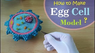 How to make Human Egg cell Model [upl. by Hannavas]