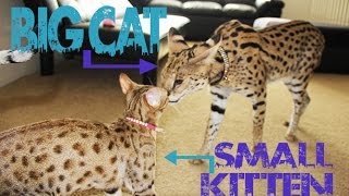 BIG CAT vs SMALL KITTEN [upl. by Erikson]