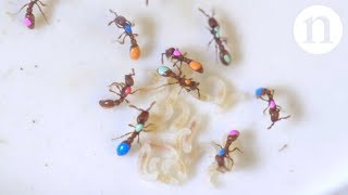 Inside the ant lab Mutants and social genes [upl. by Milan]