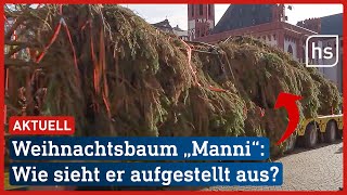 Frankfurter Weihnachtsbaum wurde am Römer aufgestellt  hessenschau [upl. by Assirec]