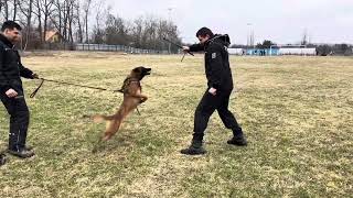 Workingdog Oriel  protection training  2 years [upl. by Gnilsia]