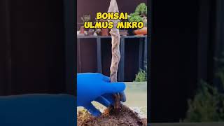 Bonsai Ulmus inspirasibonsai [upl. by Chlori]