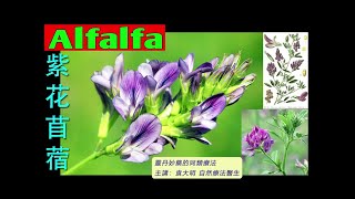 《靈丹妙藥的同類療法》 EP262  紫花苜蓿 Alfalfa [upl. by Adahs]