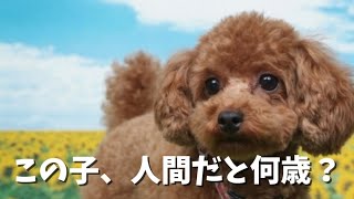 犬の年齢を人間に換算すると？年齢換算できる早見表をご紹介！ [upl. by Spitzer]