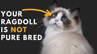 How to identify Your Ragdoll Cat is Pure Bred or Not [upl. by Assirrec891]