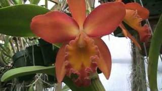 Rhyncholaelioc Esther Costa Orange Fantasy AMAOS Orange Fragrant Cattleya Orchid in Bloom [upl. by Silverman464]