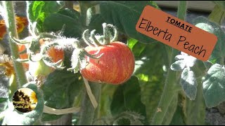 TOMATE  Elberta Peach [upl. by Roma]