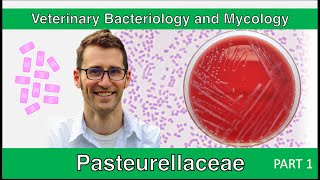 Pasteurellaceae Part 1  Veterinary Bacteriology and Mycology [upl. by Zennas]